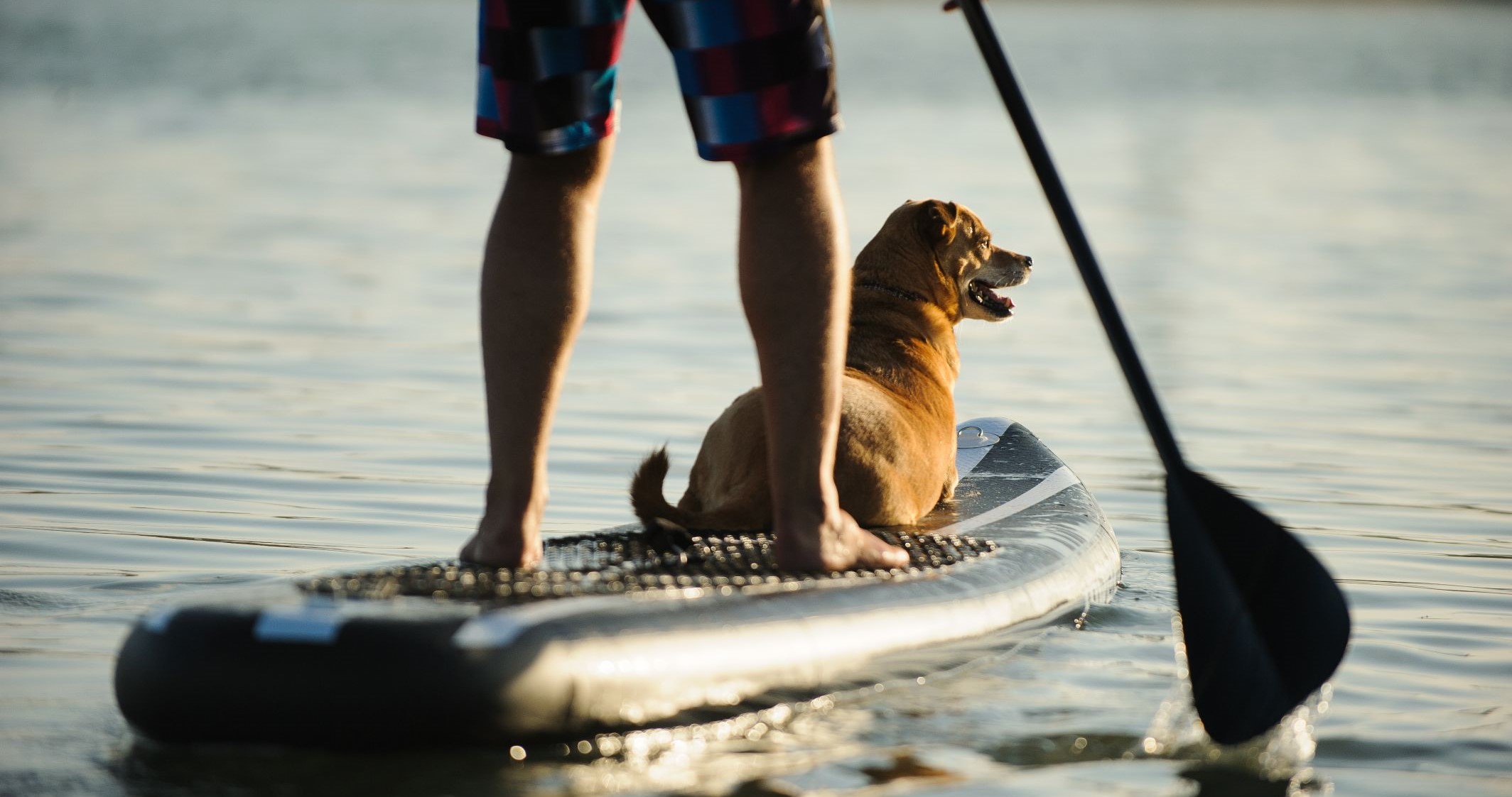 about- paddling with dog